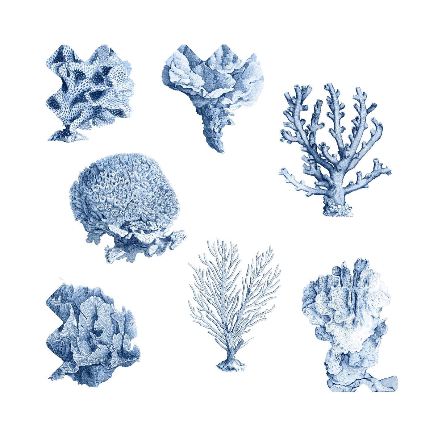 Coral Seas Luxury Gift Wrap - Blue